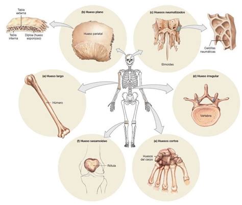 Tipos De Huesos Libros De Anatomia Anatomia Del Hueso Huesos Anatomia