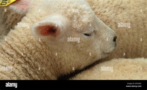 Side View Of A Lamb Hi Res Stock Photography And Images Alamy