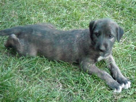 Irish Wolfhound Levriero Irlandese Razza Descrizione Carattere