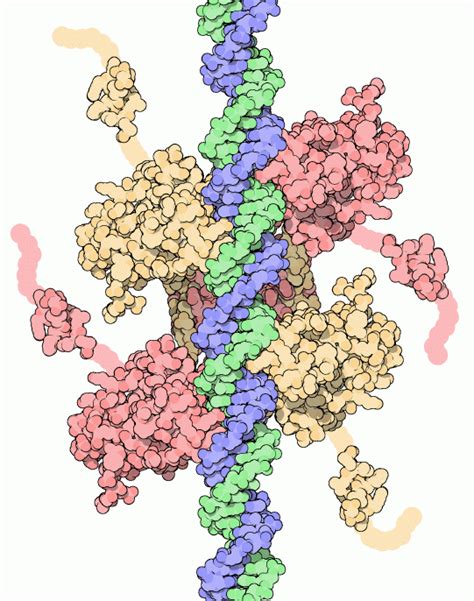 Pdb Molecule Of The Month P Tumor Suppressor