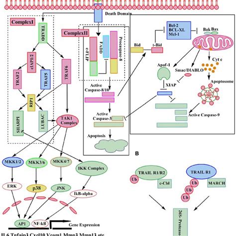 Interaction Of TRAIL With Its Five Receptors Two Agonostic Receptors