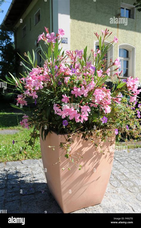 Oleander Pot Hi Res Stock Photography And Images Alamy