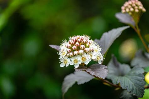 How to Grow and Care for Ninebark Shrub