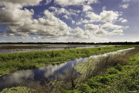 Florida Wetland Photograph by Fran Gallogly - Fine Art America