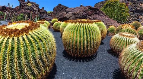 Crean Cat Logo De Plantas De Zonas Ridas Mexicanas