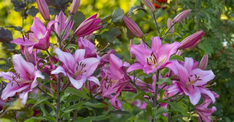 Lilien Pflanzen Pflegen Und Schöne Sorten