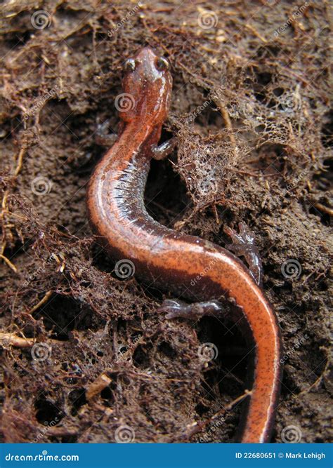 Red salamander stock image. Image of crawly, root, natural - 22680651