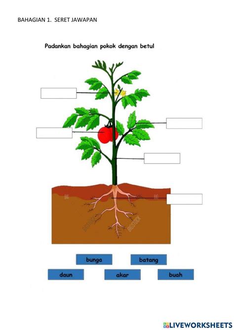 Ciri Tumbuhan Interactive Worksheet Live Worksheets