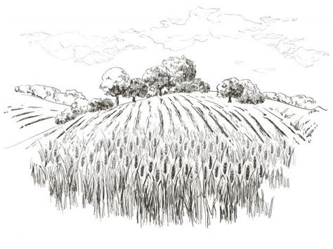 Premium Vector Field Of Wheat Countryside Landscape Rural