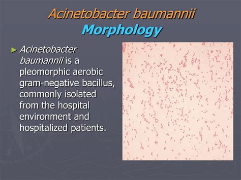 Ppt Acinetobacter Baumannii Powerpoint Presentation Free Download