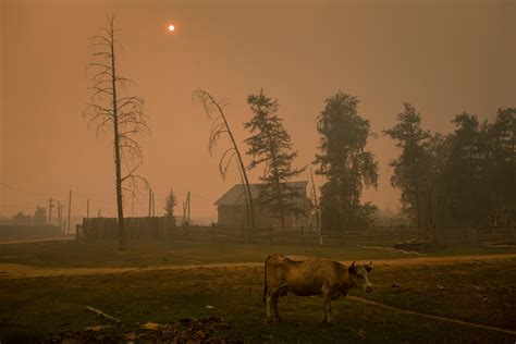 Siberia’s massive wildfires are unlocking extreme carbon pollution