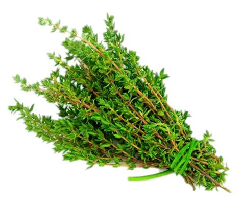 Thyme Transparent PNG StickPNG