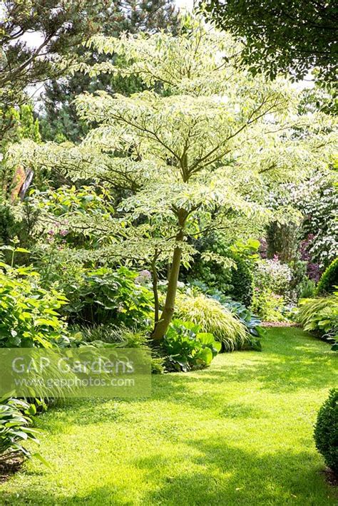 Cornus Emerging Form A Planting With Bergenia Buxus Cornus