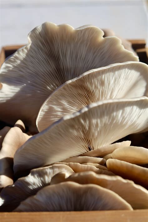 Everything You Need To Know About Nootropic Mushrooms Veganced