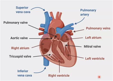 Cardiac Flashcards Quizlet