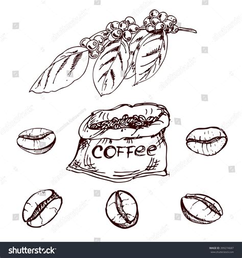 Hand Drawn Coffee Beans Sketch Coffee Stock Vector Royalty Free