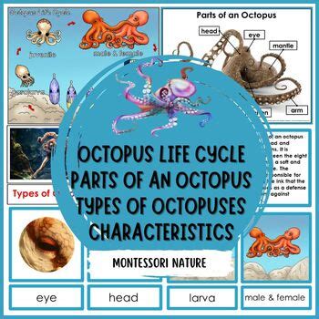 Parts Of An Octopus Life Cycle Characteristics Types Of Octopuses