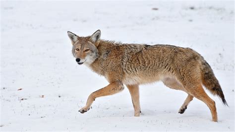 Chicago Coyote: Urban Attacks Are Rare, but Frightening - The New York ...