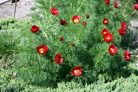 Paeonia Tenuifolia Fern Leaf Peony In Prague Botanic Garden Czech