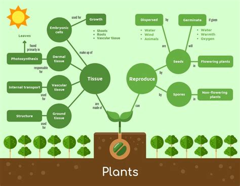 Plants Biology Concept Map Template - Venngage | Concept map template ...