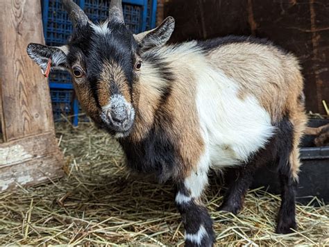 Cuddling Goats