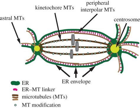 Model Depicting The Association Of The ER Green With Spindle MTs