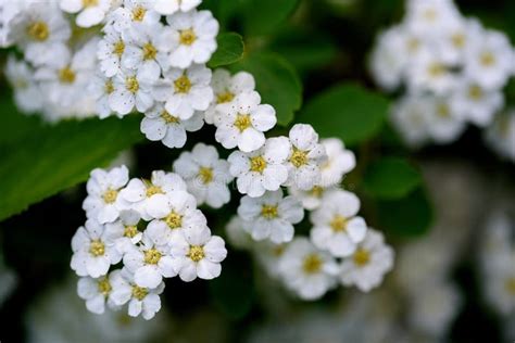 Spiraea Cantoniensis The Reeve S Spiraea Bridalwreath Spirea Stock