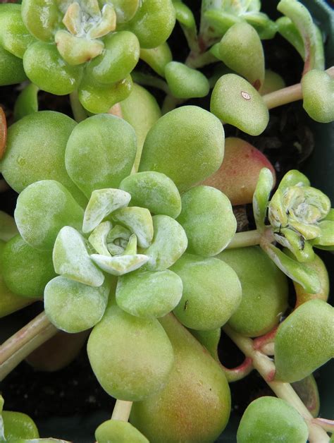 Sedum Spathulifolium The Watershed Nursery