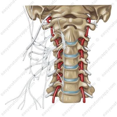 Cervical plexus – Easy Anatomy 3D