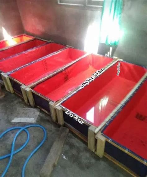 200x50x25 A12 Korea Kolam Terpal Ikan Kotak Kuwalitas Asli Terjamin