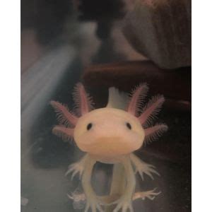 Axolotl Vs Salamander The Main Differences And Similarities