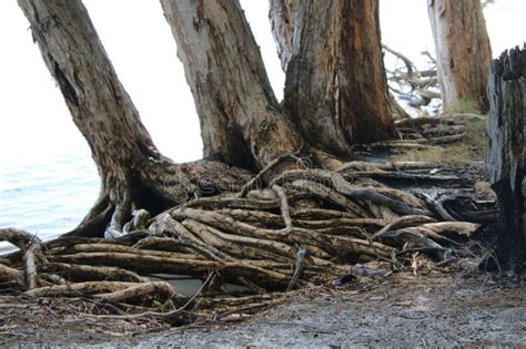 Australian Eucalyptus Tree Growing On A Beach And Hanging Over The