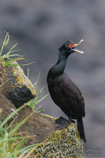 Red Faced Cormorant A Rare And Beautiful Bird