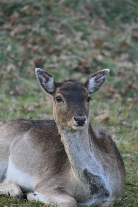 Amsterdamse Waterleidingduinen 06 04 10 Damhert Fallow Flickr