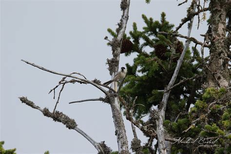 M Sange Nonnette Poecile Palustris Marsh Tit Norbert Bosset Flickr