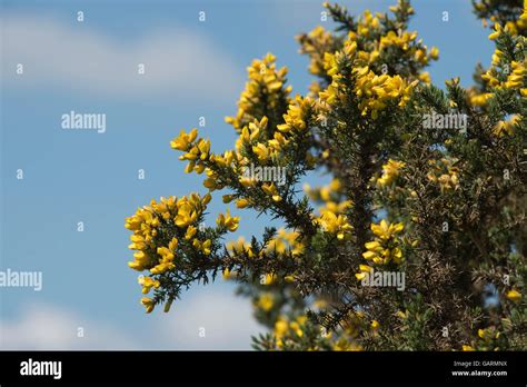 Ulex Europaeus Flower Hi Res Stock Photography And Images Alamy