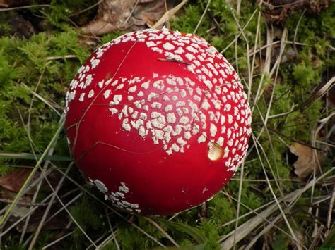 Amanita Muscaria Fliegenpilz Amanita Muscaria C Torste