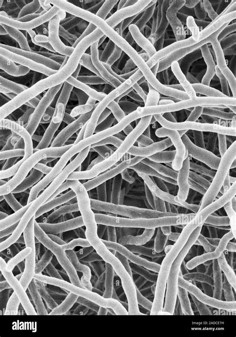 An Lisis Micrograf A De Electrones Sem De Streptomyces