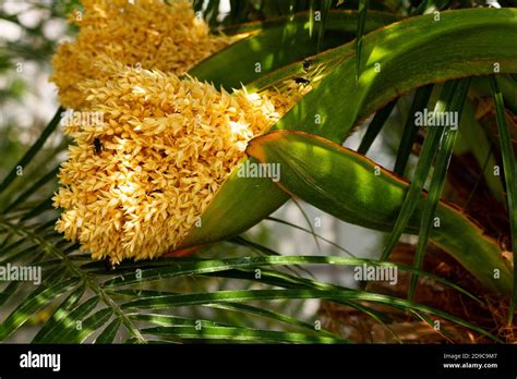 New Inflorescences Of A Pygmy Date Palm Tree Stock Photo Alamy