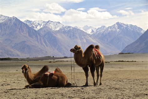 Peter Rides A Bactrian Camel Through World’s Highest Desert (Indian
