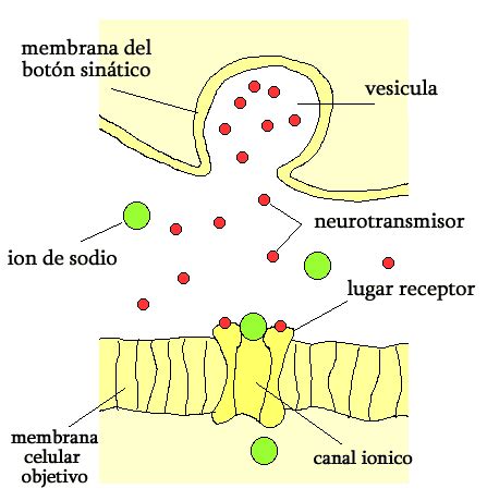 BIOLOGÍA 3º SECUNDARIA Especificidad señal receptor Receptores de