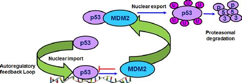 Figure 4 From The Mdm2 P53 Pathway Revisited Semantic Scholar