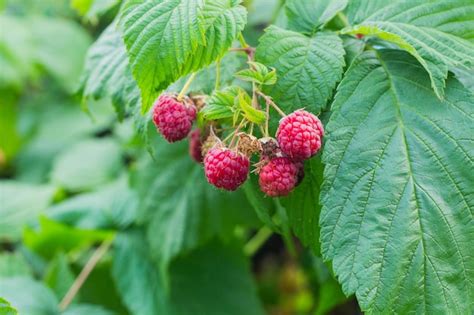 Las Frambuesas Maduras Rojas Crecen En Una Rama Foto Premium