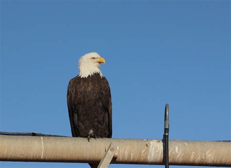 Bald Eagle Prineville Oregon Charles Gates Flickr