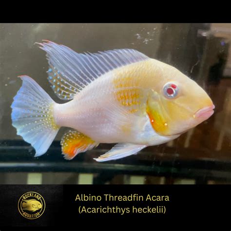 Albino Threadfin Acara Geophagus Acarichthys Heckelii ‘albino Live