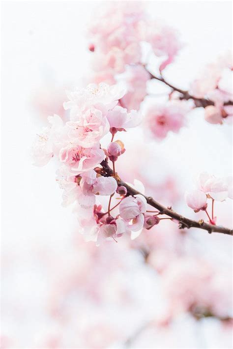 Sakura Flower Wallpaper Aesthetic - Parketis