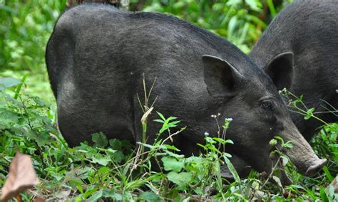 Babi Hutan Mitos Serangan Babi Hutan Di Lahan Pertanian Ponorogo