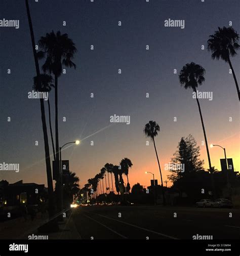 Sunset Los Angeles Marina Del Rey California Palm Trees Stock Photo