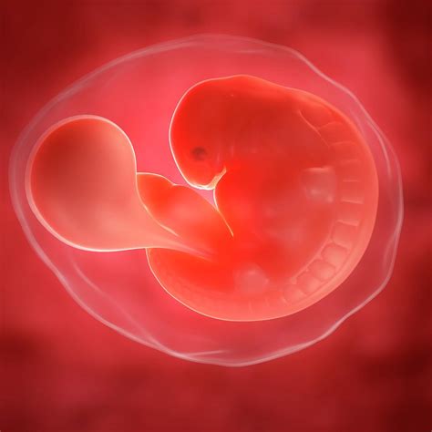 Foetus At 6 Weeks 7 By Scieproscience Photo Library