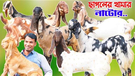 উন্নত জাতের ছাগলের খামার নাটোর জেলা ক্রস সহ তোতাপুরি হরিয়ানা বিটল ও